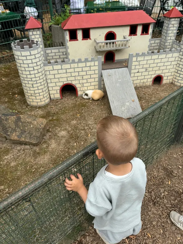 Tageskind schaut den Meerschweinchen zu